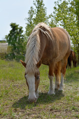 Naklejka na ściany i meble Horse grazing in a meadow in the Ukrainian village