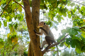 Monkey on the island of Sri Lanka in the wild