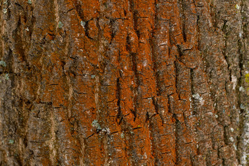 Brown tree bark