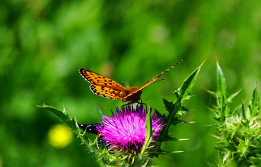 Nymphalidae Butterflies  - Is one of the largest family of butterfly in the Europe 