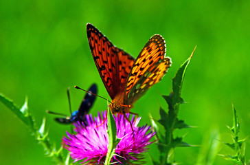 Fototapety na wymiar - Fototapeta24.pl