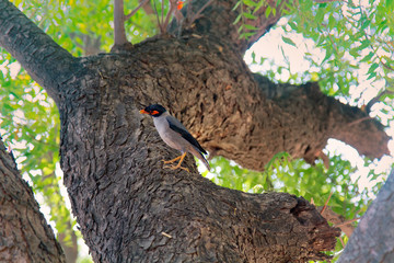 Starling myna (Acridotheres tristis) sits on the trunk