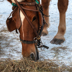 The horse eats hay. Muzzle horse closeup. Horse brown suit. The horse has a bridle, blinders and a New Year's cap. Winter period. Hay is lying on the snow