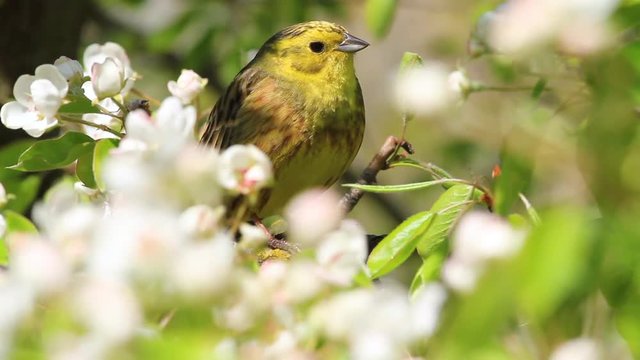 forest yellow bird sings song in spring