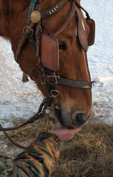 The horse eats from the hand of man. Brown horse Muzzle horse closeup. The horse is wearing a bridle, blinders. On the snow lies hay