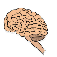 Anatomically correctly outline of human brains. The picture for textbooks with anatomy.  vector illustration of human brain on white background. 