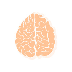 Anatomically correctly outline of human brains. The picture for textbooks with anatomy.  vector illustration of human brain on white background. 