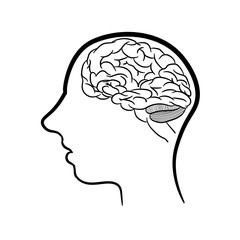 Anatomically correctly outline of human brains. The picture for textbooks with anatomy.  vector illustration of human brain on white background. The contour of the human head and brain