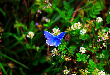 Blue common European butterfly in the wild (Idas Blue)