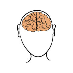 Anatomically correctly outline of human brains. The picture for textbooks with anatomy.  vector illustration of human brain on white background. The contour of the human head and brain