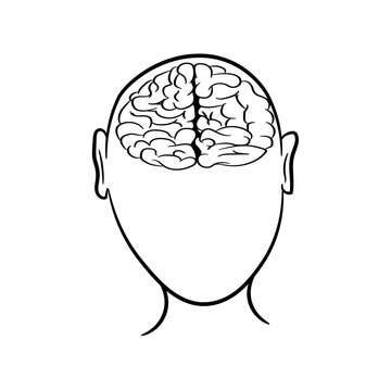 Anatomically correctly outline of human brains. The picture for textbooks with anatomy.  vector illustration of human brain on white background. The contour of the human head and brain