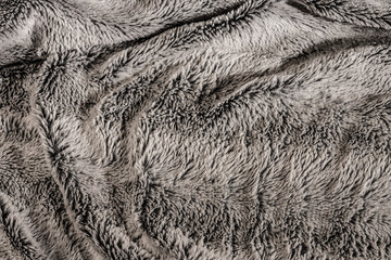 les poils gris ébouriffés d'un doux plaid