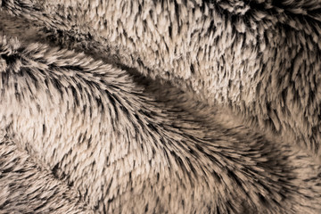 les poils beiges en macro d'une fourrure