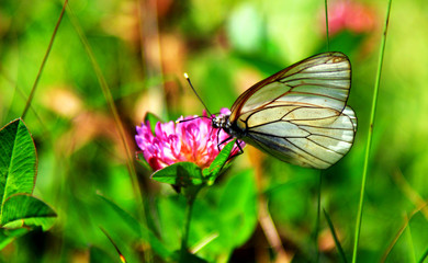 Transparent/white butterfly on flower in to the wild (Aporia crataegi) 