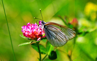 Transparent/white butterfly on flower in to the wild (Aporia crataegi) 
