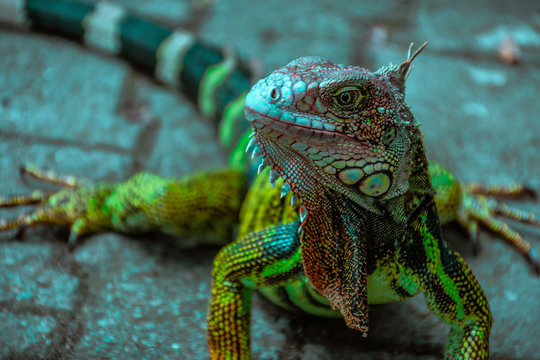 Iguana retrato