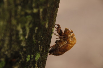 casca de cigarra em arvore