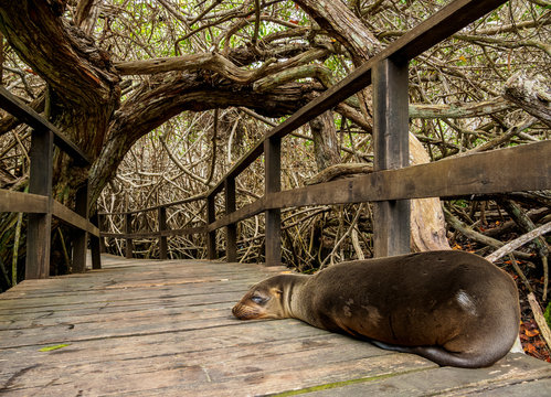 Sea Lion (Zalophus wollebaeki), Mangrove Forest on a trail to Concha de Perla, Isabela (Albemarle) Island, Galapagos, Ecuador