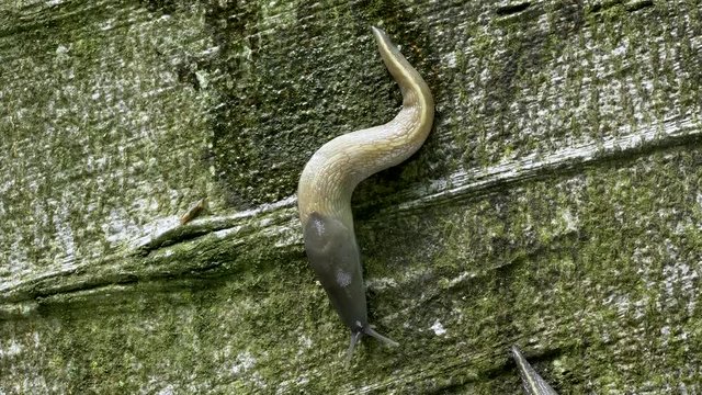 Black keel back slug crawling on beech trunk