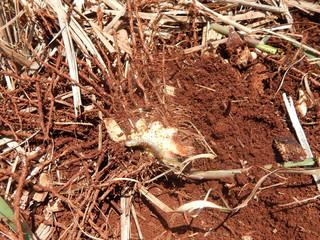 Sugar cane pest, insect known as: 