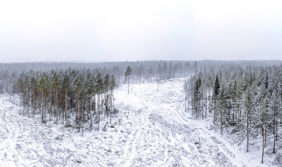 Winter forest