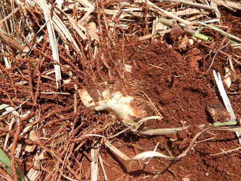 Sugar cane pest, insect known as: " Bicudo da Cana-de-A&ccedil;&uacute;car ". Scientific name: Sphenophorus levis