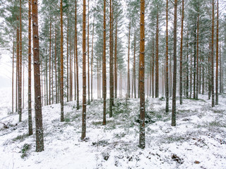 Winter forest