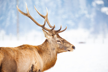 noble deer male in winter snow