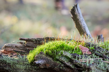 Natural still life in a spring forest with different types of moss and plants on the surface of an old snag tree as a background with variable focus