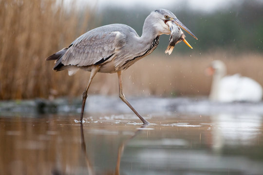 Grey heron fishing on lake, Pusztaszer National Park, Hungary
