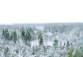 Winter forest