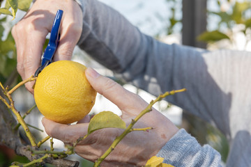 Persona cosecha limones ecológicos