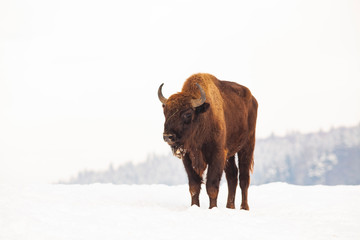 european bison (Bison bonasus) in natural habitat in winter © Melinda Nagy