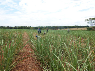 Dry straw in sugar cane plantation. Agriculture in Brazil and enviroiment.