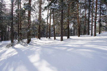 Idyllic day of winter in the woods
