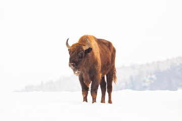 european bison (Bison bonasus) in natural habitat in winter