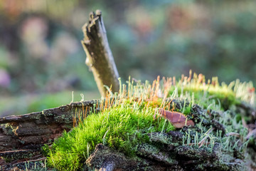 Natural still life in a spring forest with different types of moss and plants on the surface of an old snag tree as a background with variable focus