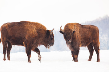european bison (Bison bonasus) in natural habitat in winter