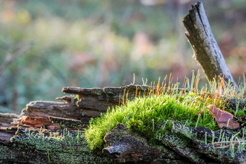 Natural still life in a spring forest with different types of moss and plants on the surface of an old snag tree as a background with variable focus