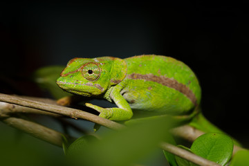 chameleon (Calumma ambreense), Nocturnal photo. Amber Mountain National Park, Madagascar wildlife