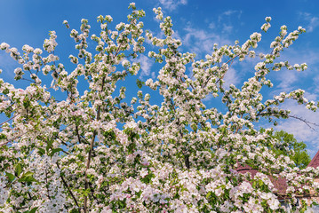 Blooming branches of an apple tree on a background of blue sky with light clouds