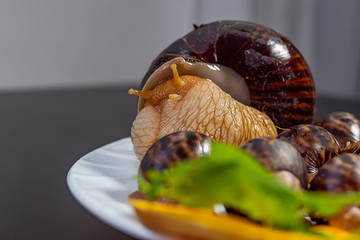 grape snails, akhatina, on a plate, as crude food, a rawism