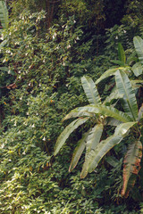 Madagascar landscape, wilderness rainforest, Amber Mountain national park