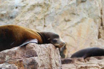 Obraz premium Sea lion on the rock on the background of the rock. Cabo San Lucas