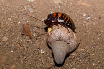 Madagascar hissing cockroach aka Gromphadorina Portentosa while eating a tropical fruit. One of the largest species of cockroach. Amber Mountain, Madagascar wildlife