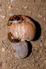 Madagascar hissing cockroach aka Gromphadorina Portentosa while eating a tropical fruit. One of the...