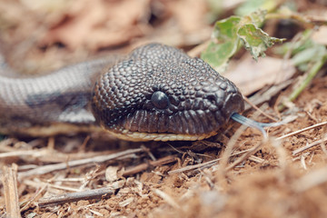 Big snake Malagasy, madagascar tree boa, (Sanzinia madagascariensis ) non-venomous boa endemic in...