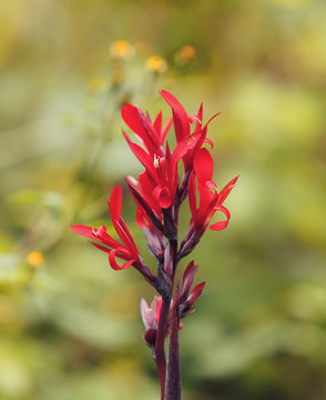 The vibrant red of a canna flower on the green backgroun in madagascar wilderness, Amber Mountain national park