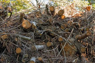 Fir wood cut and stacked in the woods.