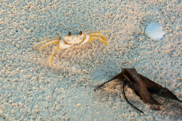 A crab going out of the water in a sandy beach at Cayo Levissa Island in North of Cuba an amazing place for sea wild life and water birds watching